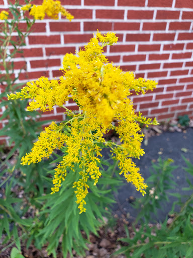 Dry Cleaner «Happy Cleaners», reviews and photos, 10 N Bartlett Rd, Streamwood, IL 60107, USA