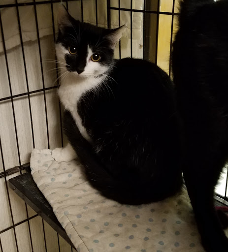 Thrift Store «West Plains Regional Animal Shelter», reviews and photos, 1438 State Rte BB, West Plains, MO 65775, USA