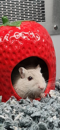 Pet Supply Store «Petco Animal Supplies», reviews and photos, 29335 Orchard Lake Rd, Farmington Hills, MI 48334, USA