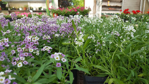 Florist «Kembles Greenhouse», reviews and photos, 308 S Prairie St, Prairie du Chien, WI 53821, USA