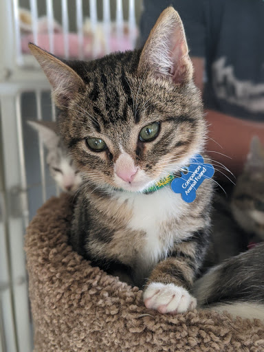 Thrift Store «Companion Animal Foundation», reviews and photos, 88 Sunnybrae Center, Arcata, CA 95521, USA