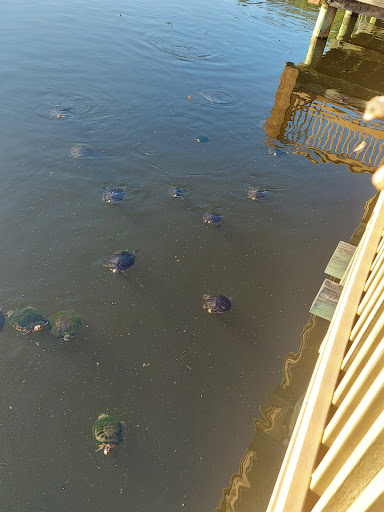 Park «Lake Lily Park», reviews and photos, 900 S Orlando Ave, Maitland, FL 32751, USA