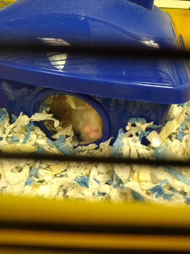 Pet Supply Store «PetSmart», reviews and photos, 2216 E Springs Dr, Madison, WI 53704, USA