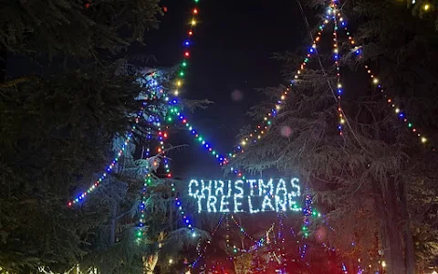 Christmas Tree Lane image