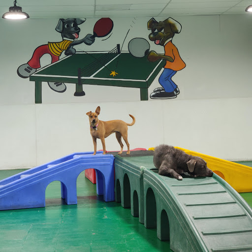 Dog Resort