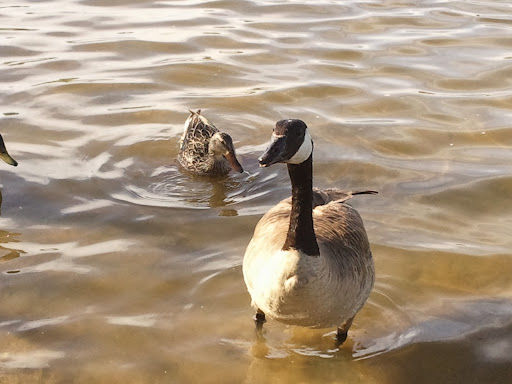 Memorial Park «E.B. Rains Jr. Memorial Park», reviews and photos, 11701 Community Center Dr, Northglenn, CO 80233, USA