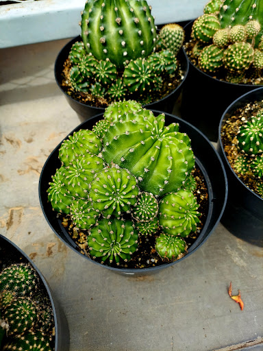 Home Improvement Store «The Home Depot», reviews and photos, 7401 S Power Rd, Queen Creek, AZ 85142, USA