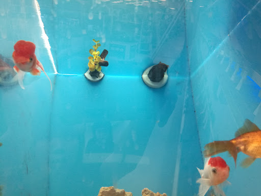 Pet Supply Store «PetSmart», reviews and photos, 10900 W Jefferson Blvd, Culver City, CA 90230, USA