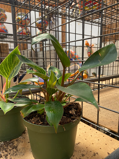 Florist «Plant Safari», reviews and photos, 653 N Central Ave, Upland, CA 91786, USA