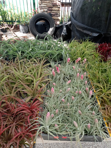 Landscape Designer «Santa Barbara Nursery», reviews and photos, 20425 SW 177th Ave, Miami, FL 33187, USA