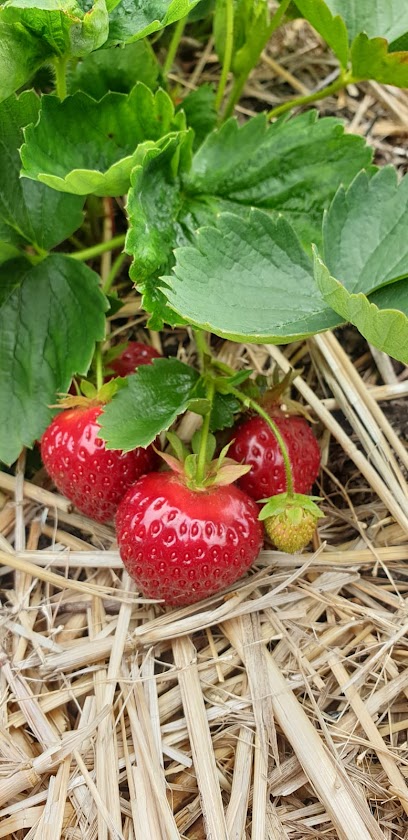 Poirier Strawberry Farm