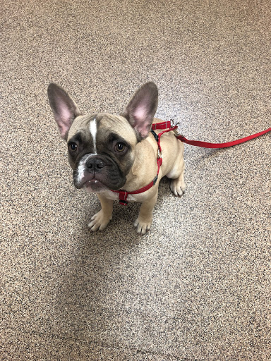 Pet Supply Store «Bark Avenue Pet Supply», reviews and photos, 3109 E McKellips Rd, Mesa, AZ 85213, USA