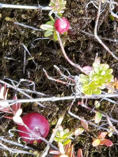 Museum «Cranberry Museum», reviews and photos, 2907 Pioneer Rd, Long Beach, WA 98631, USA
