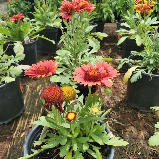 Plant Nursery «HOUSTON PLANTS & GARDEN WORLD», reviews and photos, 16726 North Fwy, Houston, TX 77090, USA