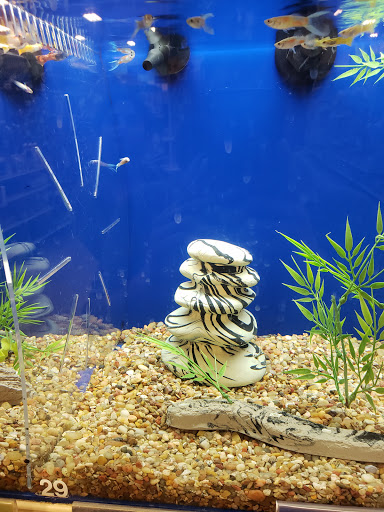 PetSmart image