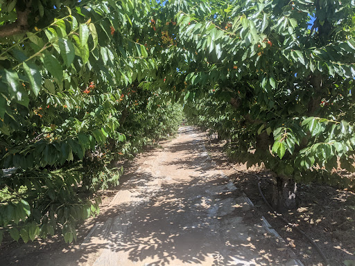 Produce Market «Washington Fruit Place At Barrett Orchards», reviews and photos, 1209 Pecks Canyon Rd, Yakima, WA 98908, USA