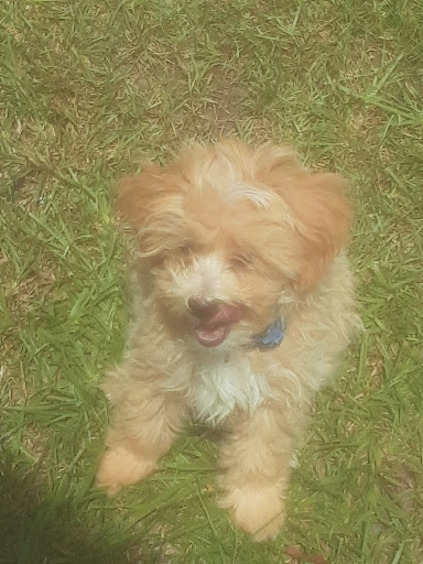 Kirkland Kennels