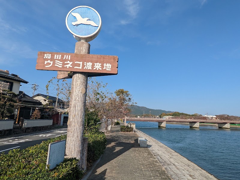 野鳥 渡り鳥の楽園 光市島田川河口 ウミネコ