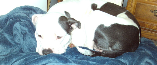 Pet Store «Pet Central», reviews and photos, 13004 SE Kent-Kangley Rd, Kent, WA 98030, USA