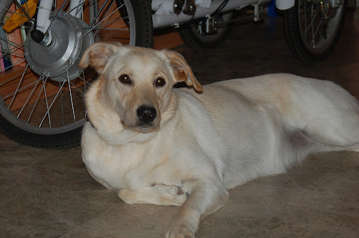 Clínica Veterinaria Thor en Córdoba