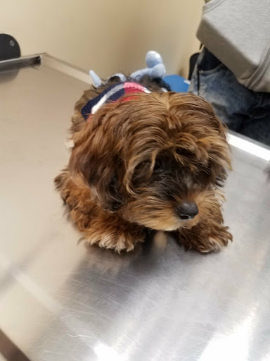 Pet Store «Just Puppies Inc», reviews and photos, 1028 York Rd, Towson, MD 21204, USA