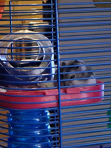 Pet Supply Store «PetSmart», reviews and photos, 24 Countryside Plaza, Countryside, IL 60525, USA