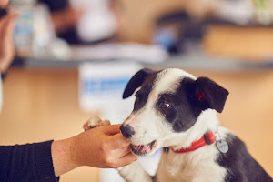 Lydon Veterinary Centre