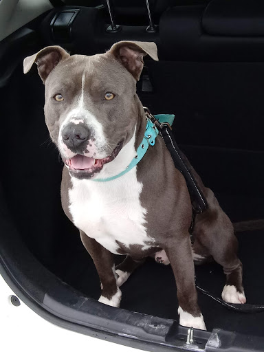 Pet Store «Pet Valu», reviews and photos, 404 E High St, Carlisle, PA 17013, USA