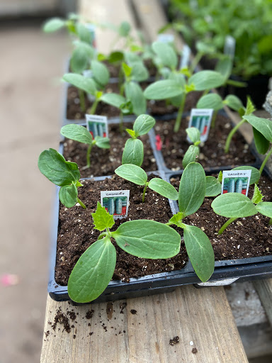 Market «Rising Up Garden Center, Landscape Design, & Florist», reviews and photos, 1314 St George Ave, Avenel, NJ 07001, USA