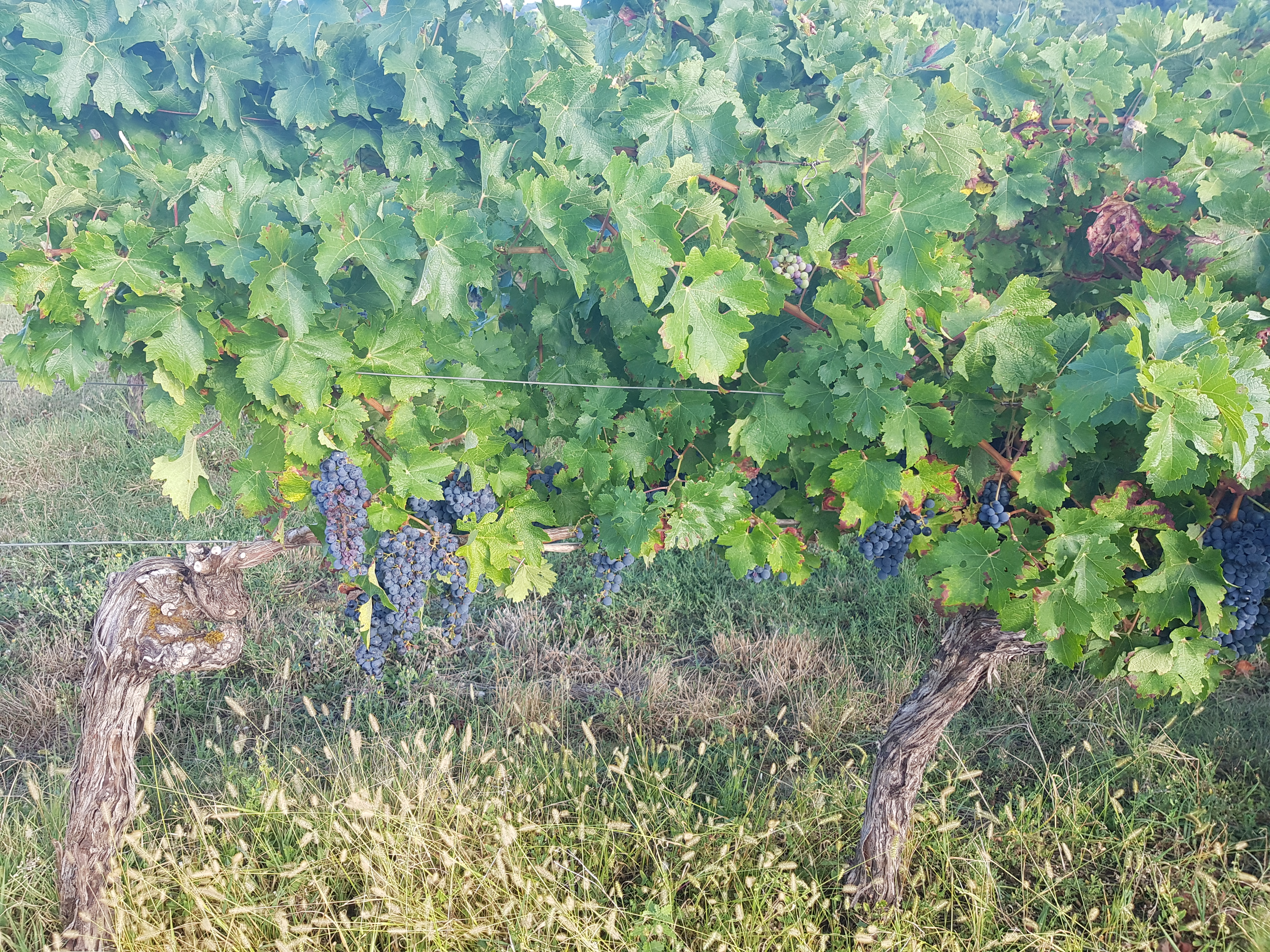 Photo n° 2 de l'avis de Eric.a fait le 14/09/2020 à 06:34