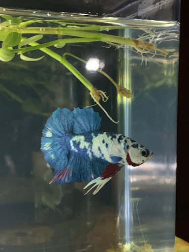 Pet Supply Store «PetSmart», reviews and photos, 139 Radio Dr, Stroudsburg, PA 18360, USA