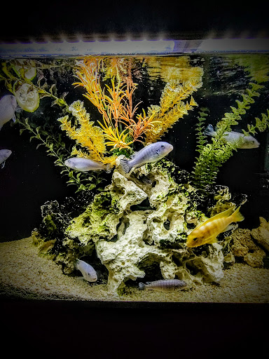 Pet Supply Store «PetSmart», reviews and photos, 211 W Alexander St A, Plant City, FL 33563, USA