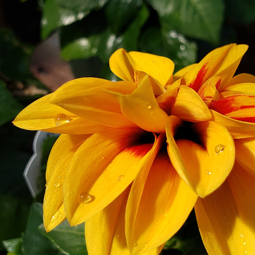 Garden Center «Nanticoke Gardens», reviews and photos, 1543 Union Center Maine Hwy, Endicott, NY 13760, USA