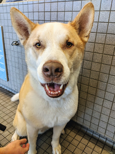 Pet Supply Store «Pet Food Express», reviews and photos, 5148 Stevens Creek Blvd, San Jose, CA 95129, USA