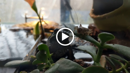 Pet Store «Fins And Feathers», reviews and photos, 222 Willow Ave, Honesdale, PA 18431, USA