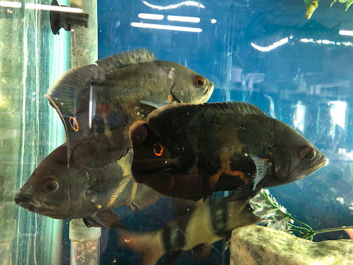 Pet Store «Fish City Pets», reviews and photos, 196 2nd St NW, Barberton, OH 44203, USA