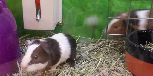 Pet Supply Store «PetSmart», reviews and photos, 1515 US-22, Watchung, NJ 07069, USA