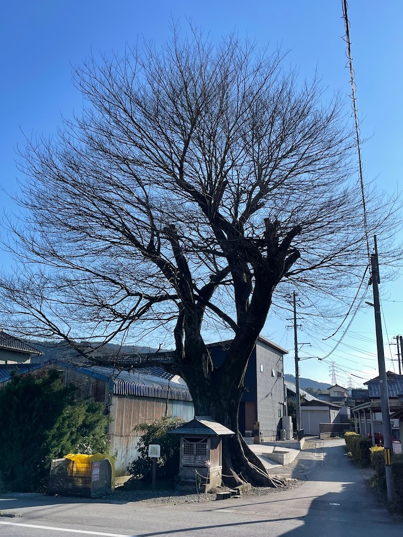 社口の大榎