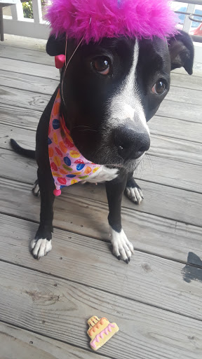 Pet Supply Store «Top Dogs Pet Boutique», reviews and photos, 2615 George Busbee Pkwy NW #14, Kennesaw, GA 30144, USA