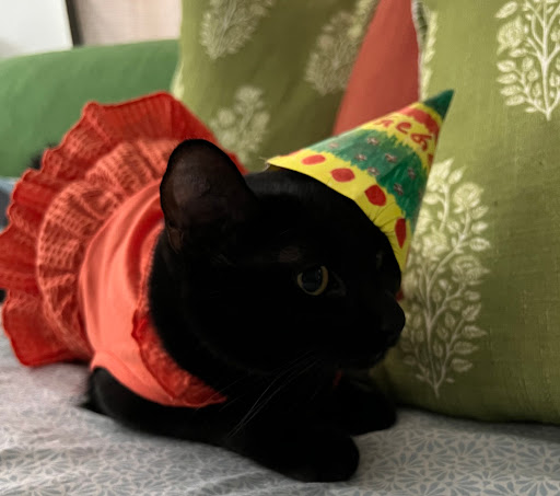 Pet Supply Store «Unleashed by Petco», reviews and photos, 905 W Foothill Blvd, Claremont, CA 91711, USA