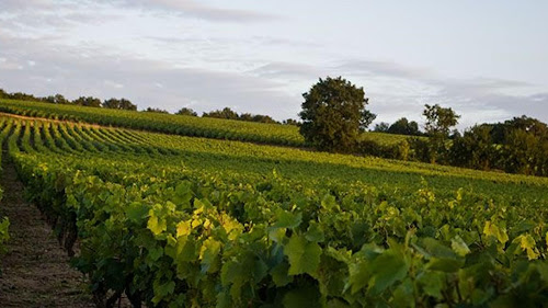 Magasin de vins et spiritueux Vincent François EARL Orée-d'Anjou
