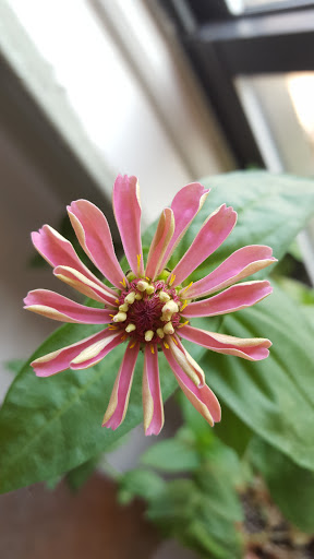 Pet Store «Myrtle Pets», reviews and photos, 642 Myrtle Ave, Brooklyn, NY 11205, USA