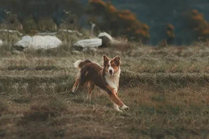 Organix Canine Wellness Centre image