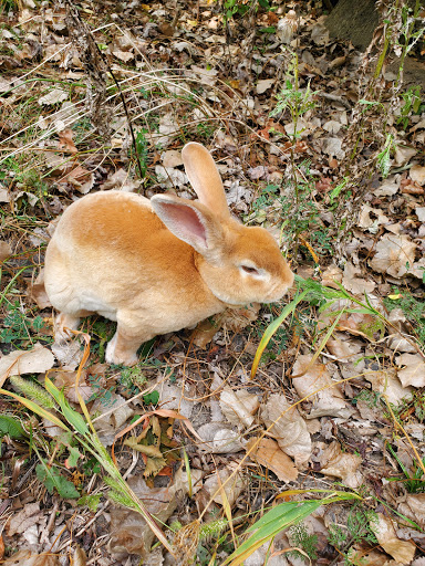 National Park «River Raisin National Battlefield Park Visitor Center», reviews and photos, 1403 E Elm Ave, Monroe, MI 48162, USA
