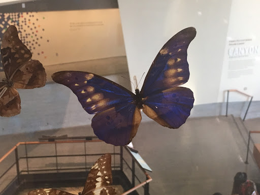 Natural History Museum «Natural History Museum of Utah», reviews and photos, 301 Wakara Way, Salt Lake City, UT 84108, USA