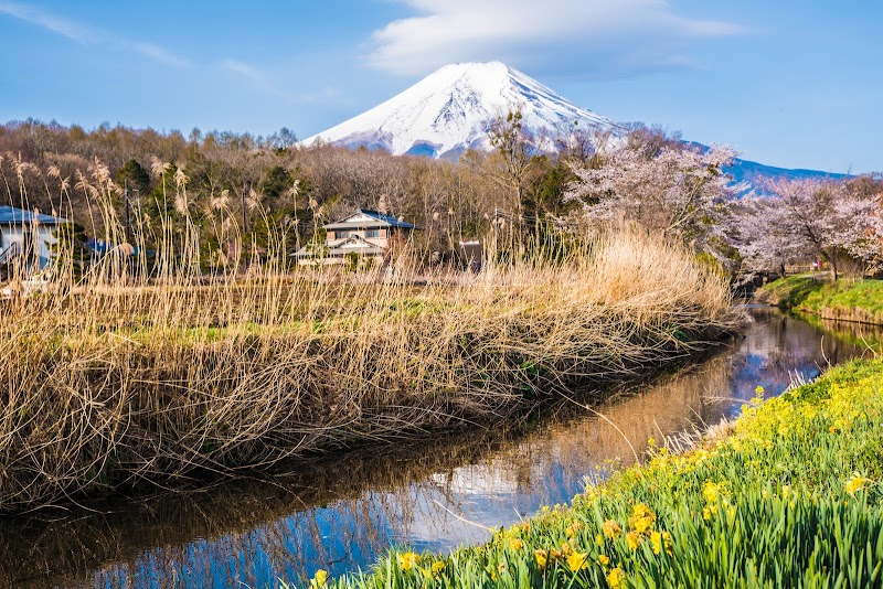 新名庄川 桜並木