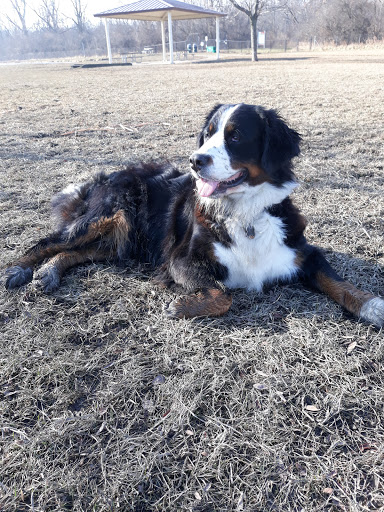 Dog Park «Beck Lake Off-Leash Dog Area», reviews and photos, 9700 Gloria Ct, Glenview, IL 60025, USA