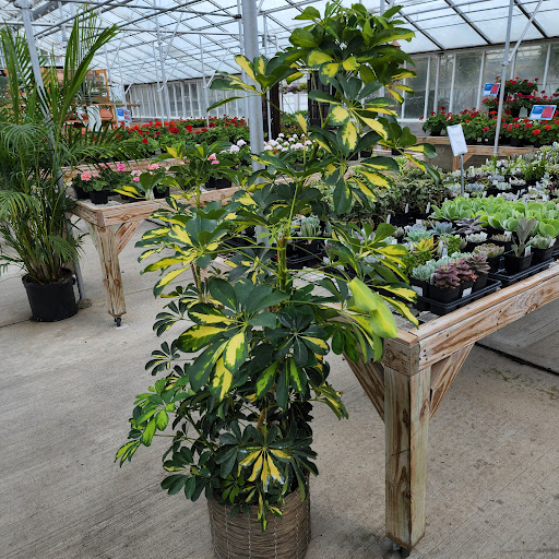 Florist «Radebaugh Florist and Greenhouses», reviews and photos, 120 Burke Ave, Towson, MD 21286, USA