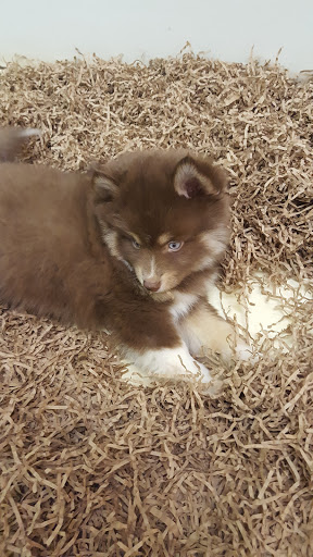 Dog Breeder «Playful Pets», reviews and photos, 115 Ridge Pike, Conshohocken, PA 19428, USA