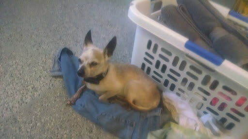 Pet Supply Store «The Pet Pantry», reviews and photos, 410 North St #162, Longwood, FL 32750, USA